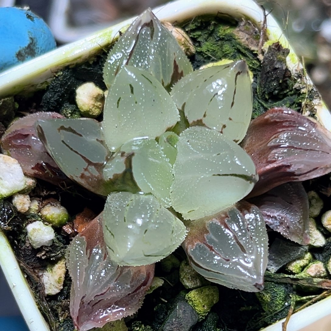 恭喜发财大吉大利495
