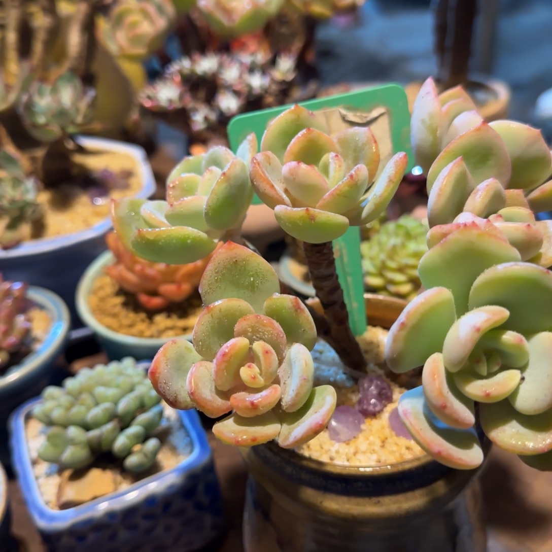 向****多肉植物白月光求生老庄