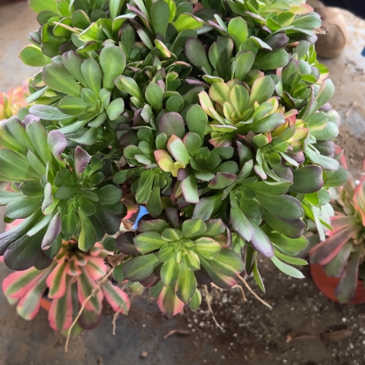 多肉植物870不售后