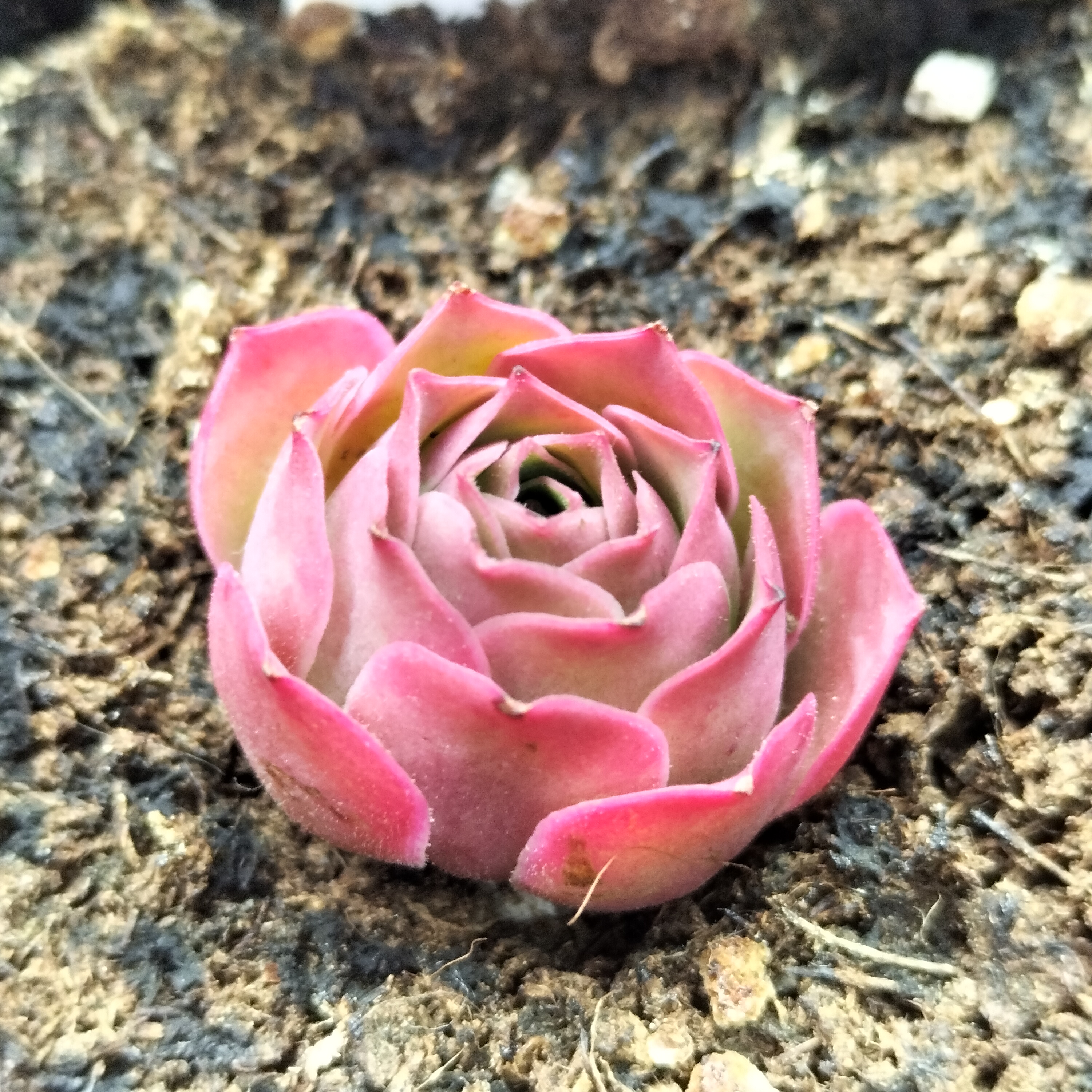 楹楹山地玫瑰/121