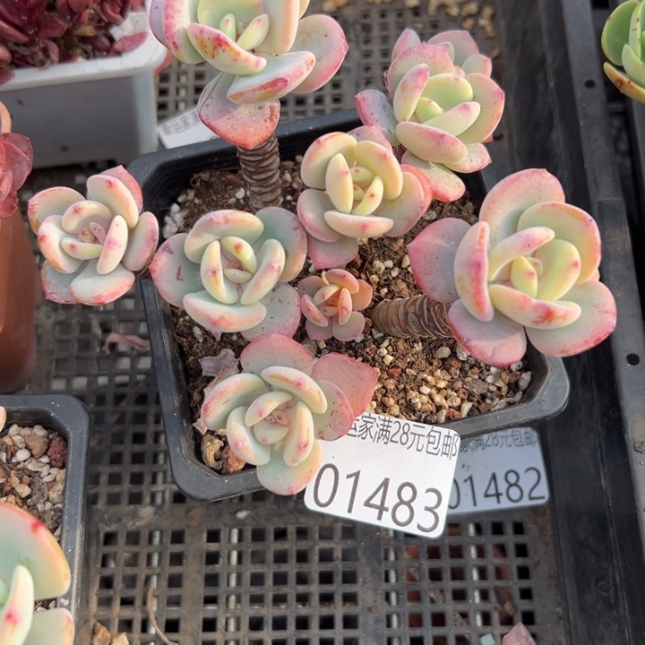 幸运的人会遇到你喜欢幸运