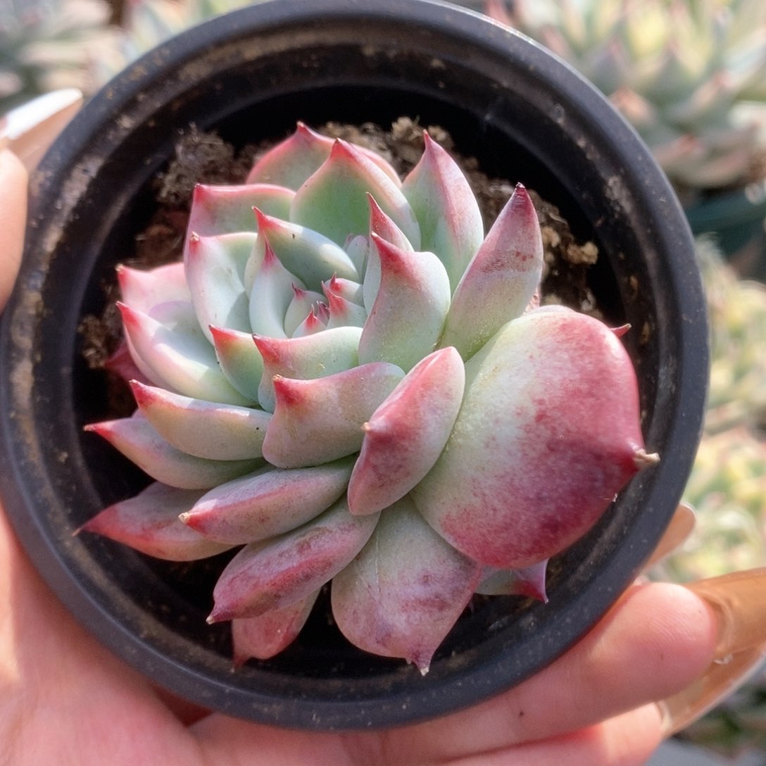 043锦锦锦锦锦锦锦