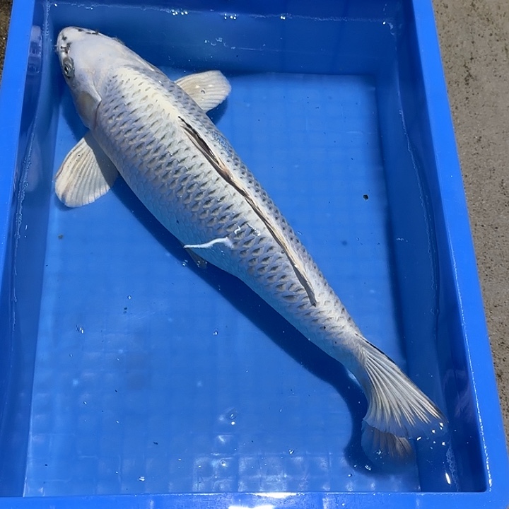 海水鱼赤目芒果银松