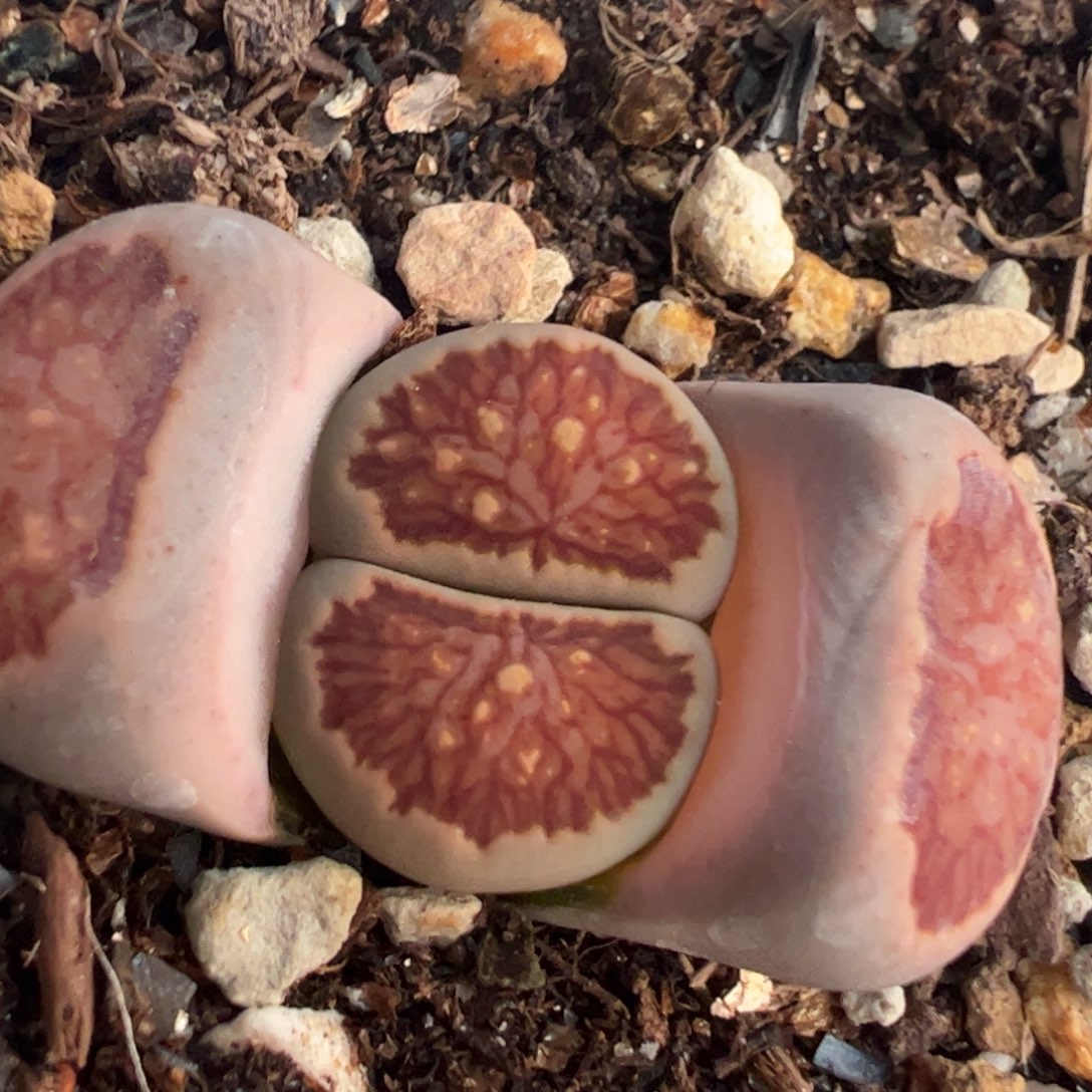 红窗菊多肉植物百科