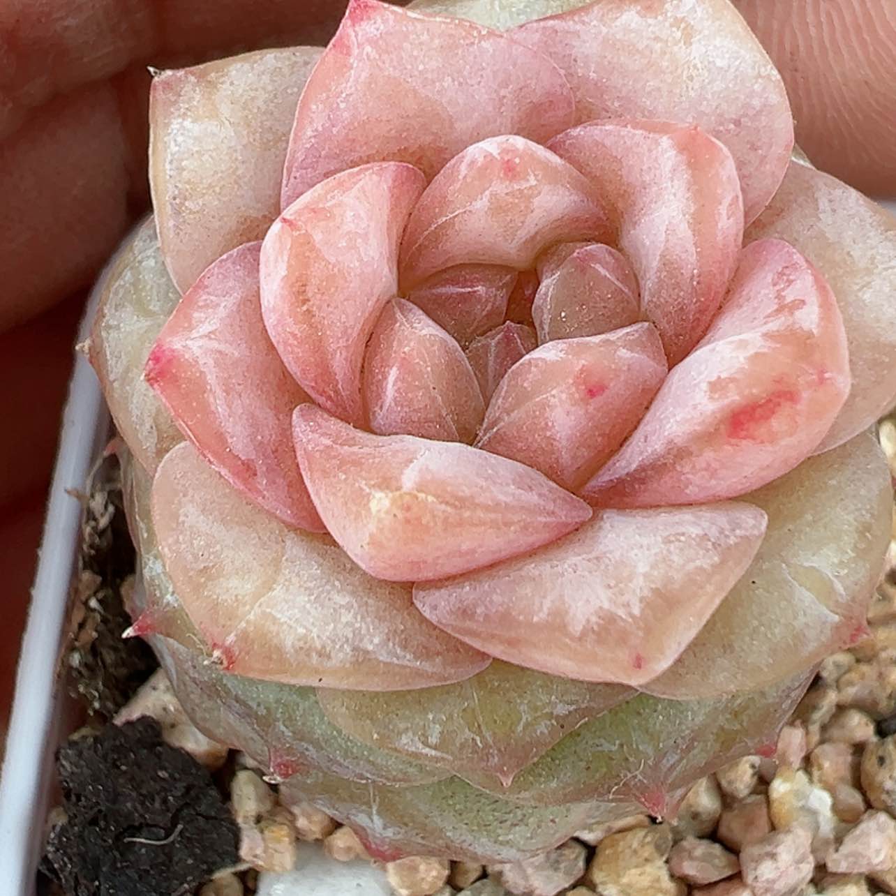 【闪购商品】316号哈哈哈哈哈