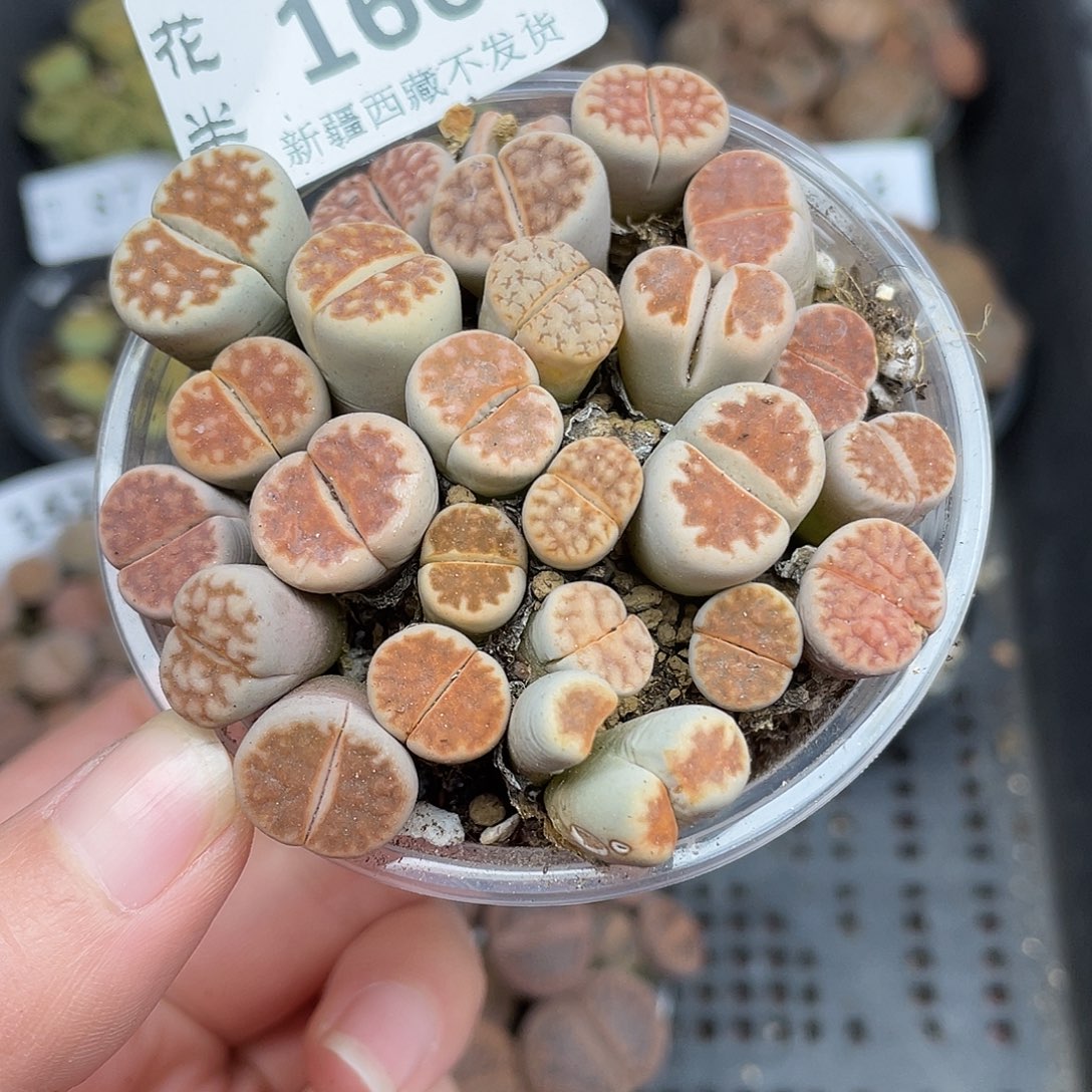 160000000花花花花花花花花