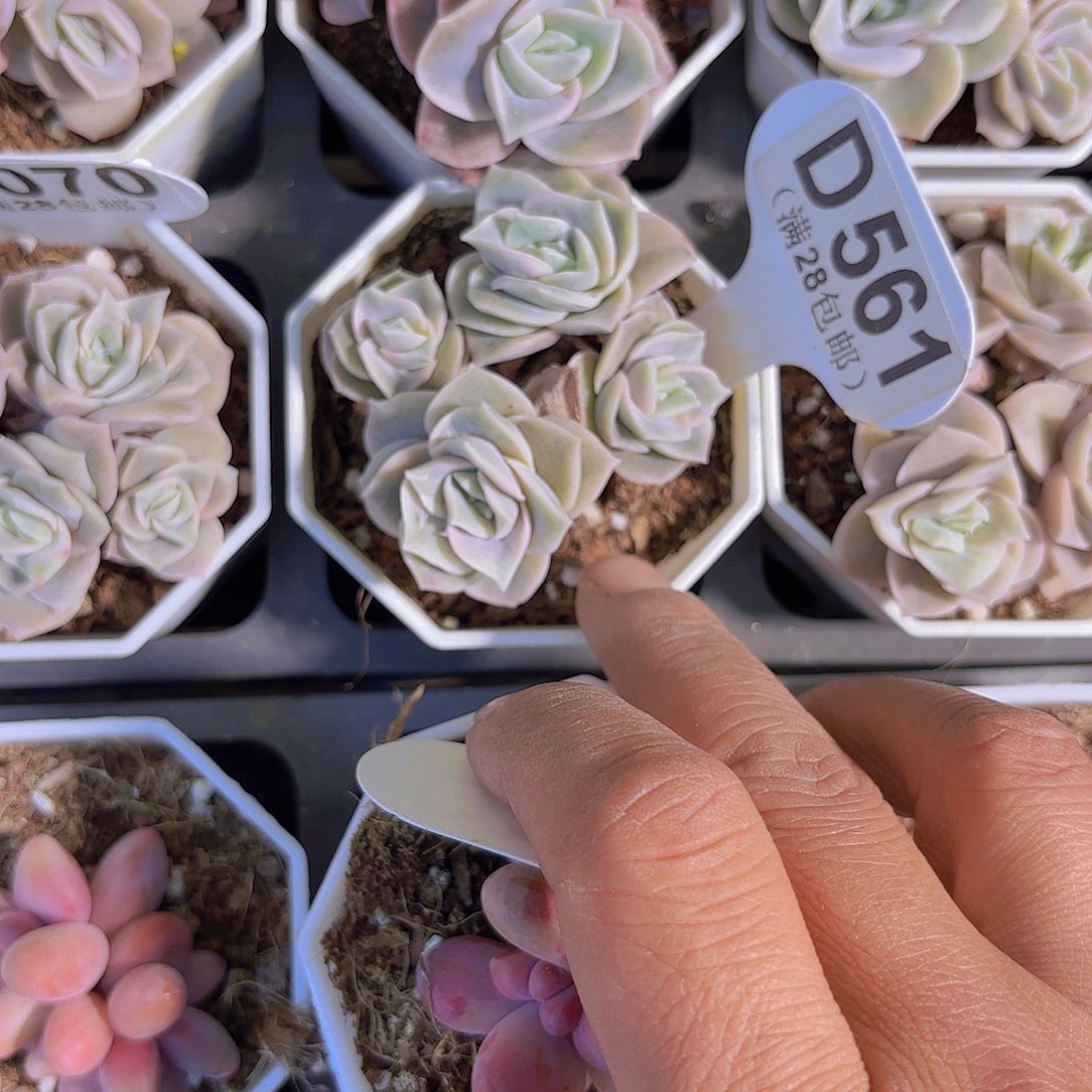 D561可爱玫瑰一物一拍