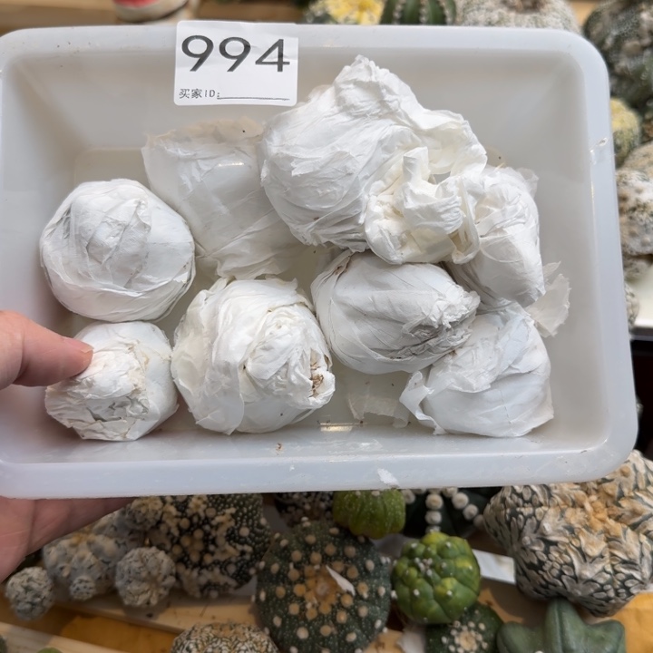 兜星球仙人球994号