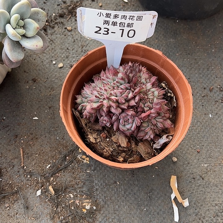 用***8多肉植物组合盆栽