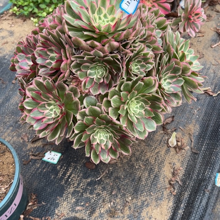 多肉植物孔雀翎不包损23-90