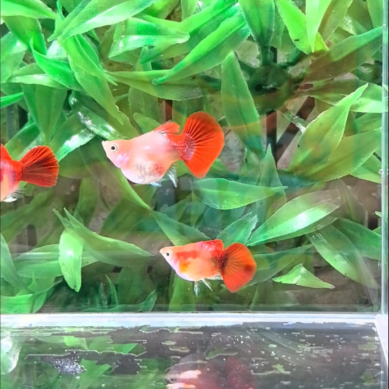 黄爆球种鱼2 对链接