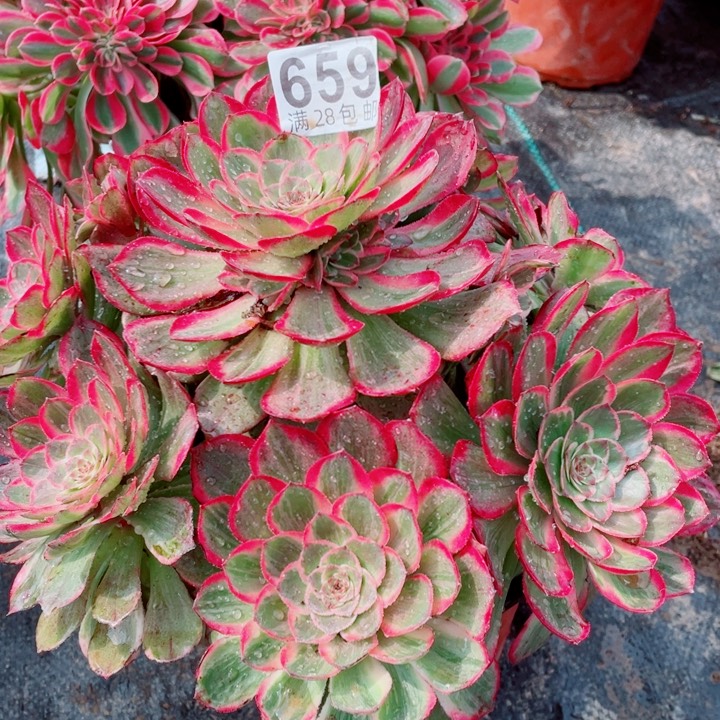 多肉植物百科659