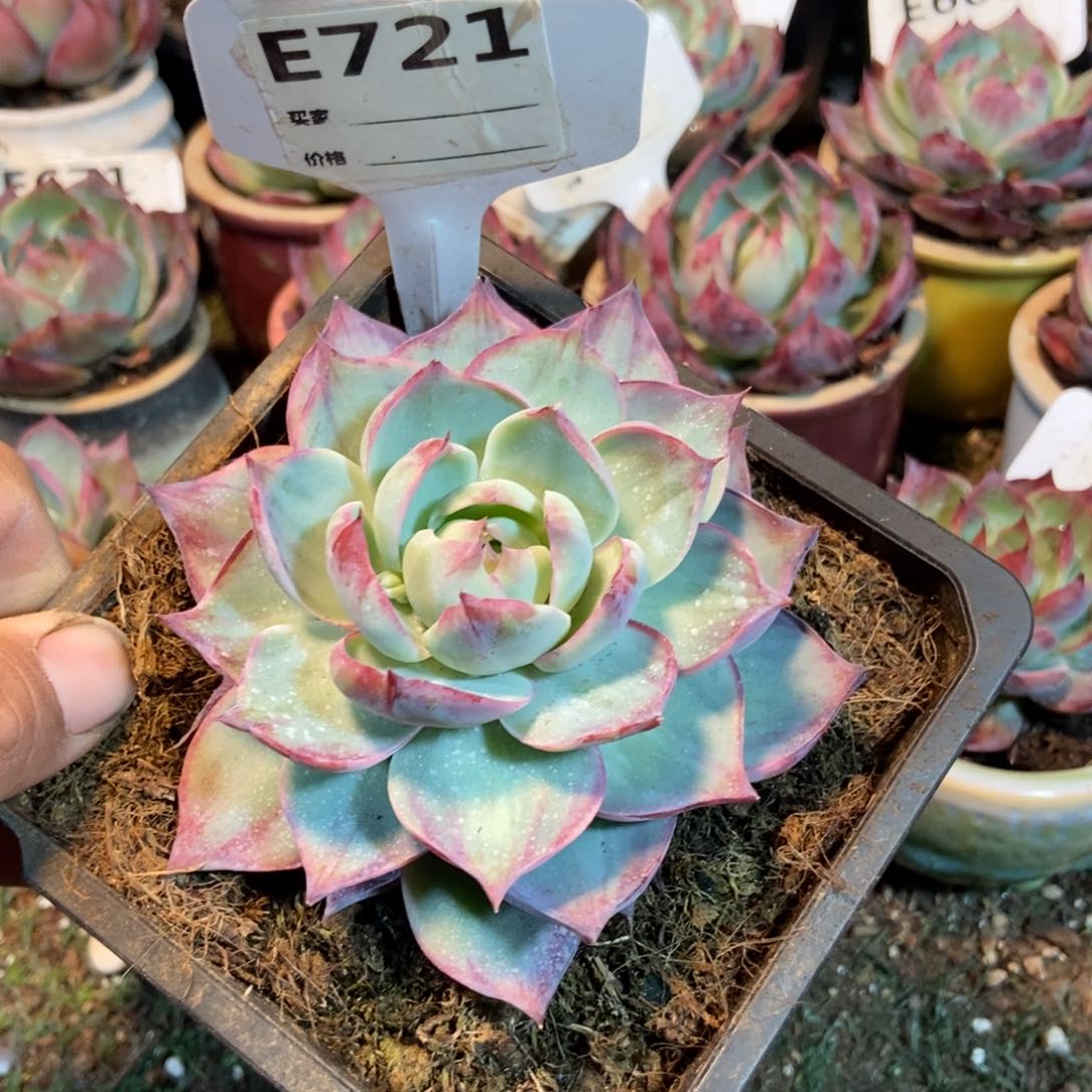 惊鸿一瞥721号外翻多肉植物