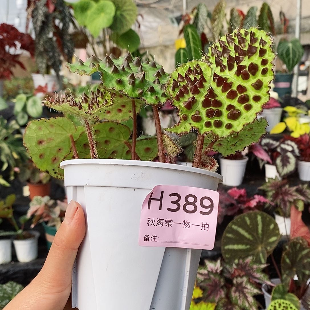 不开花植物G**z秋海棠389