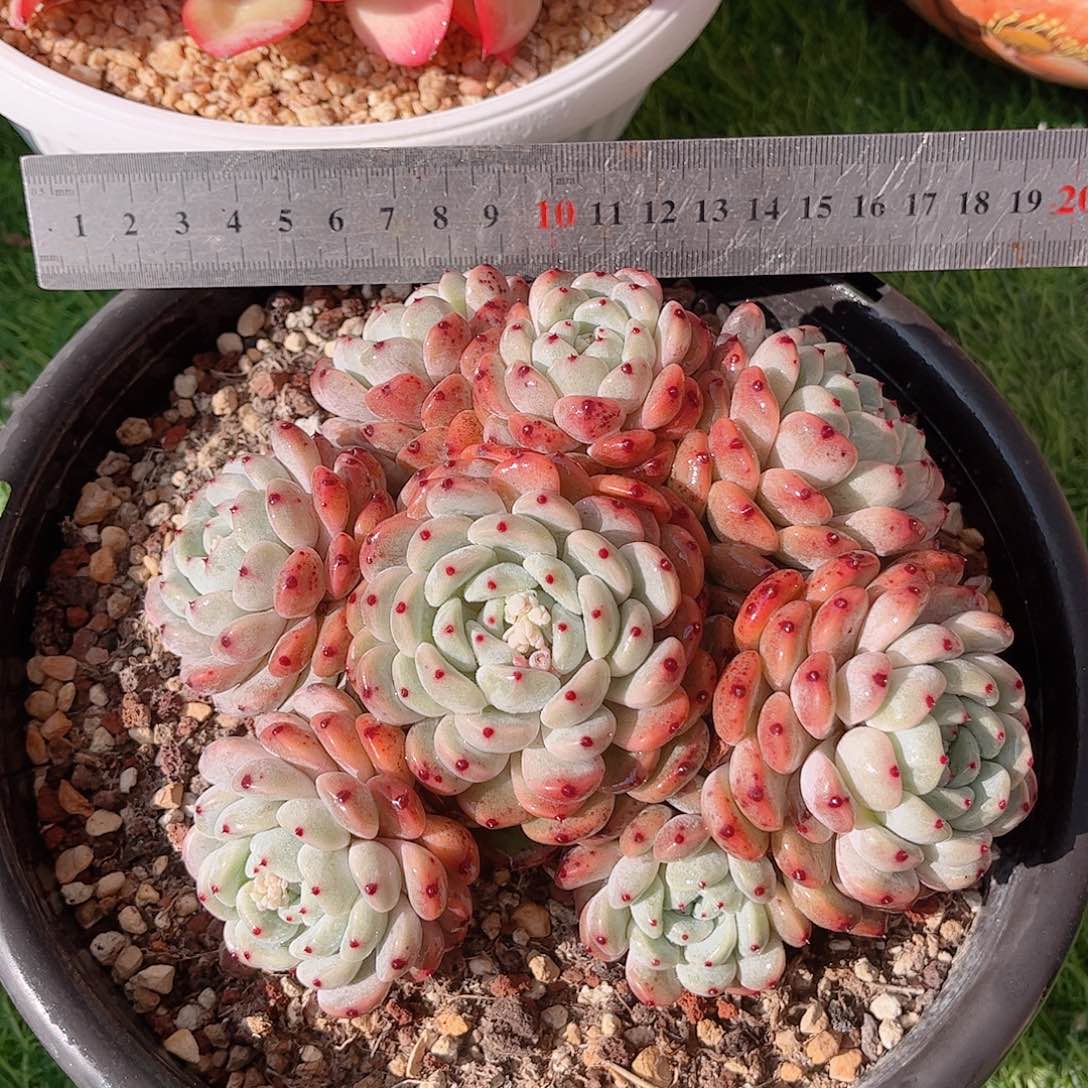 韩版雪爪精品多肉