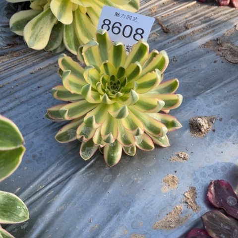 青莲多肉多肉8608