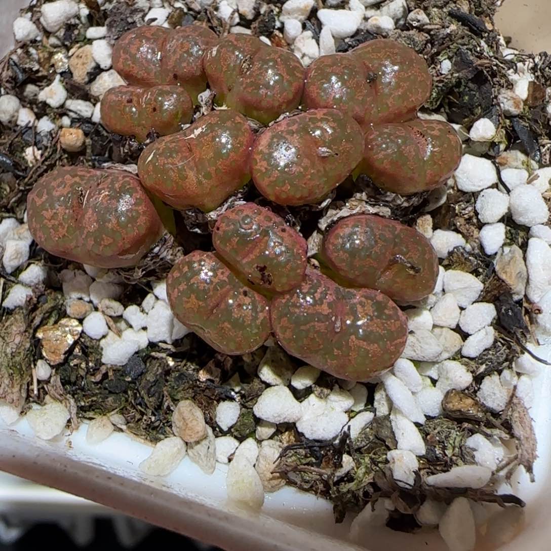 肉锥多肉植物百科-勋章1141