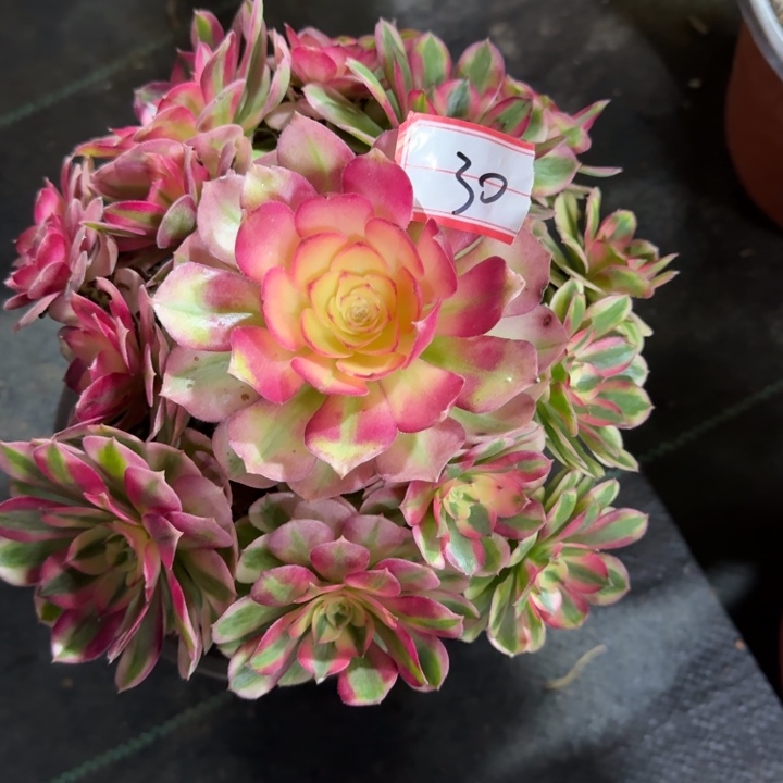 30号荔枝法师多肉植物