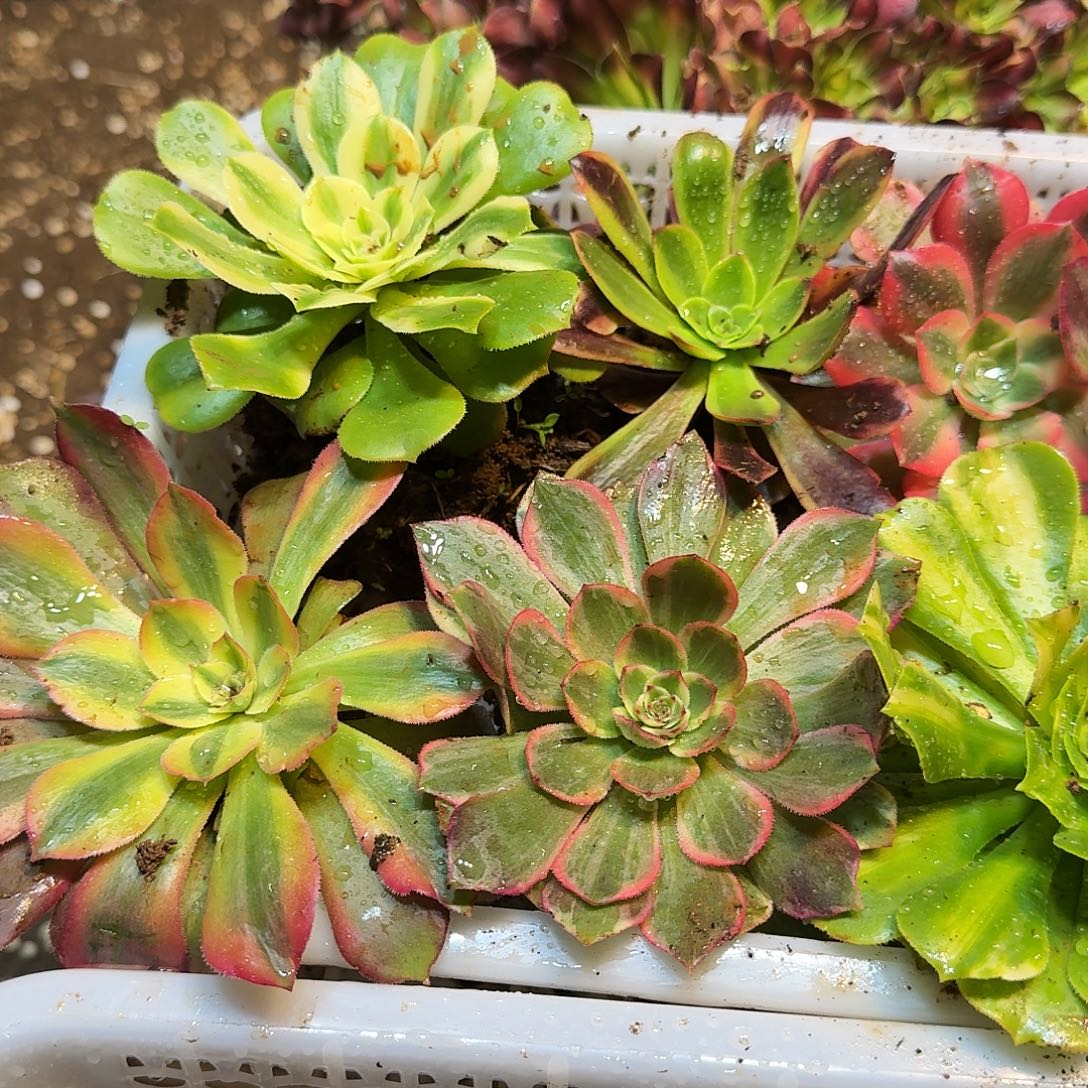 8棵不同品种法师6-10公分