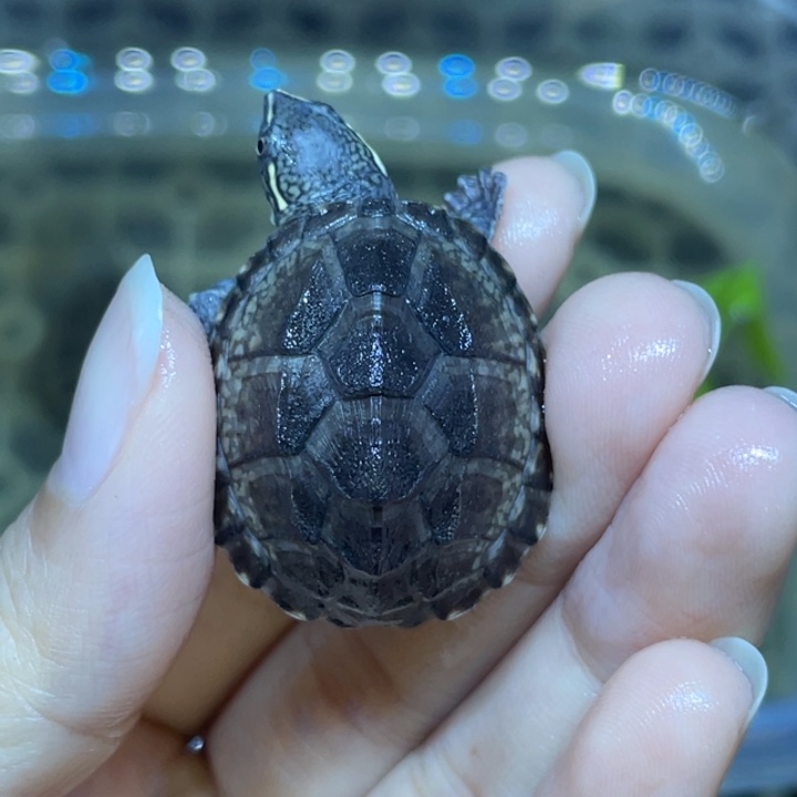 三***风蛋龟不分公母麝香麝香麝香麝香