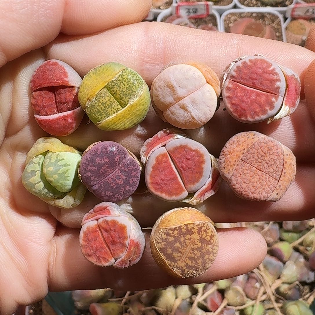 生石花111111。    261