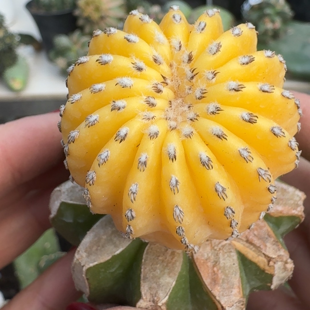 【闪购商品】无花朵猫爪奇特球锦