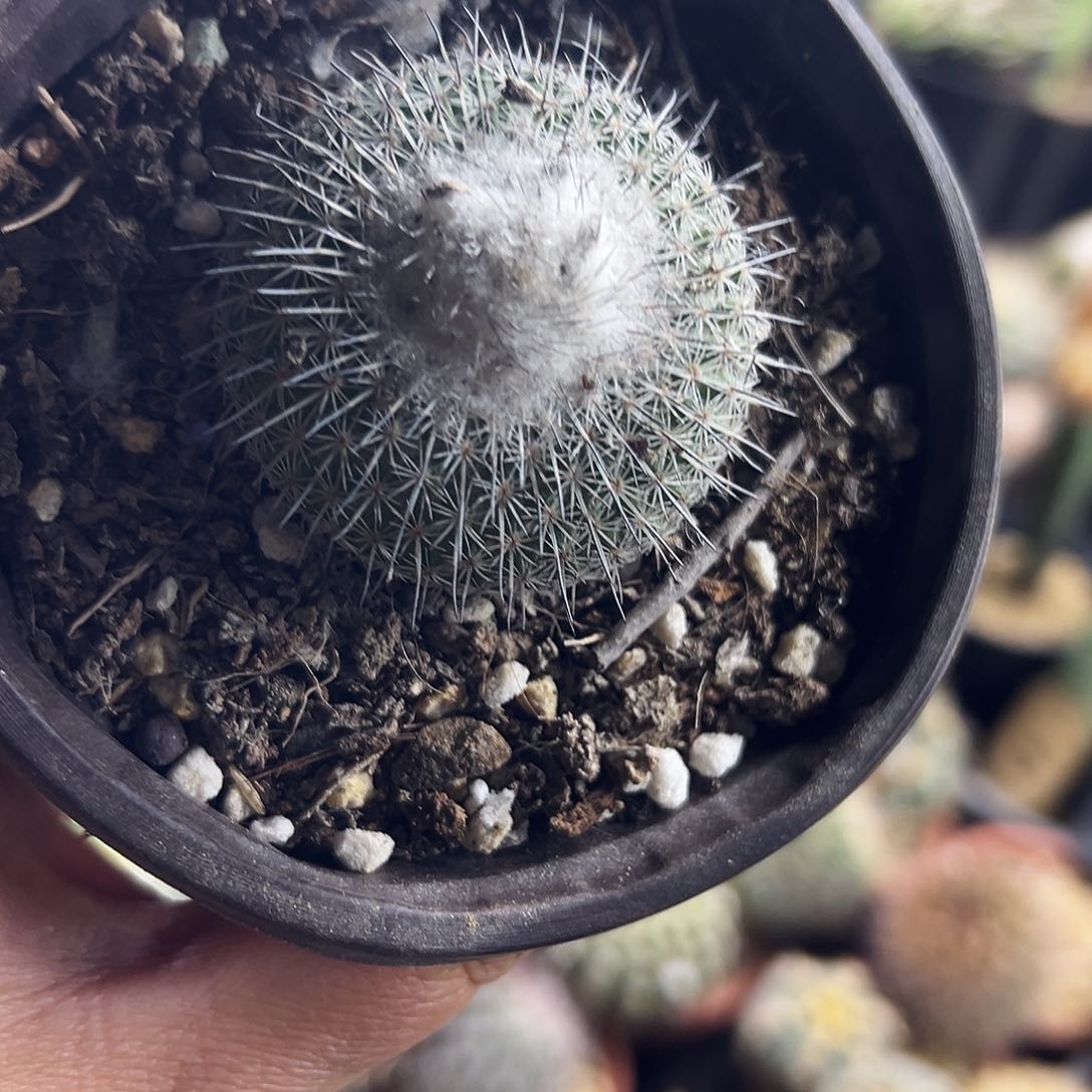 乌月丸仙人球1111111