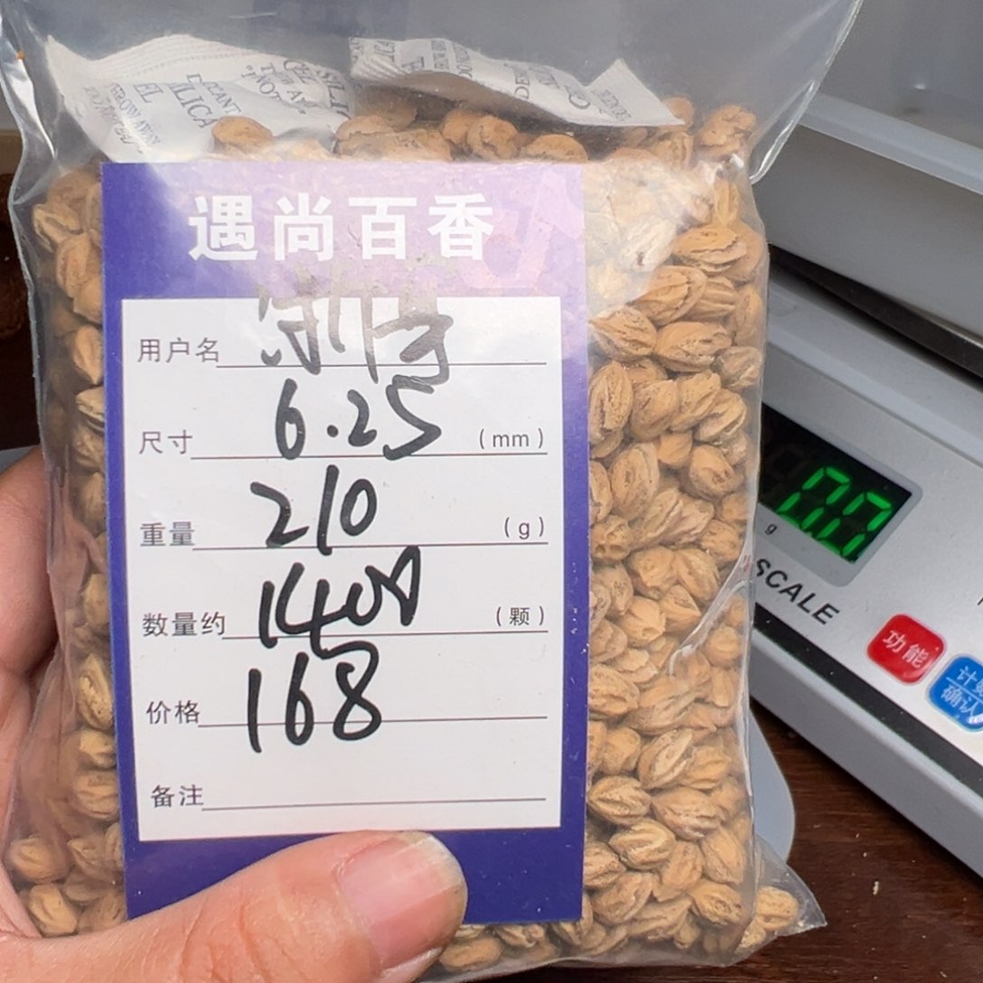 柏香籽/百香籽吊坠浙****