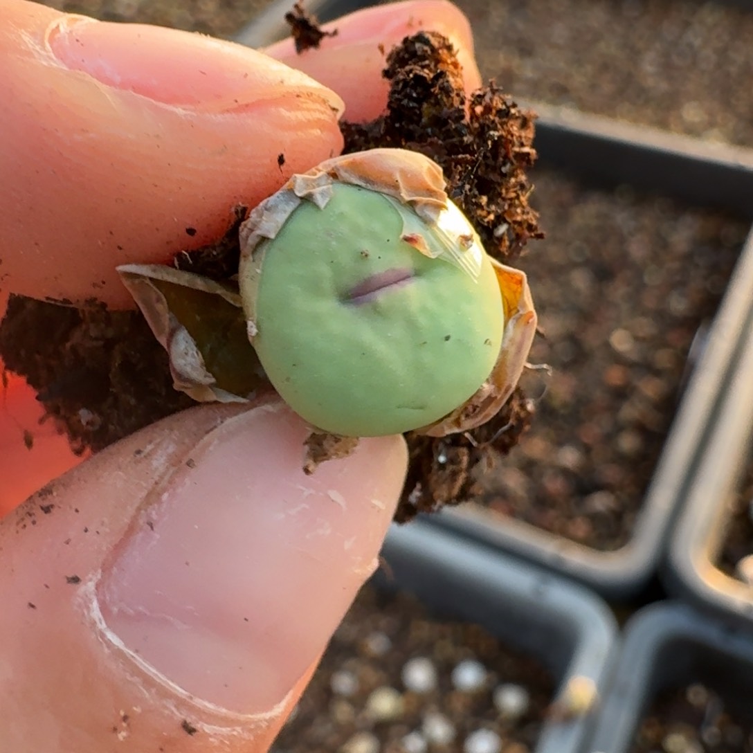 583贝特芬一颗588900080