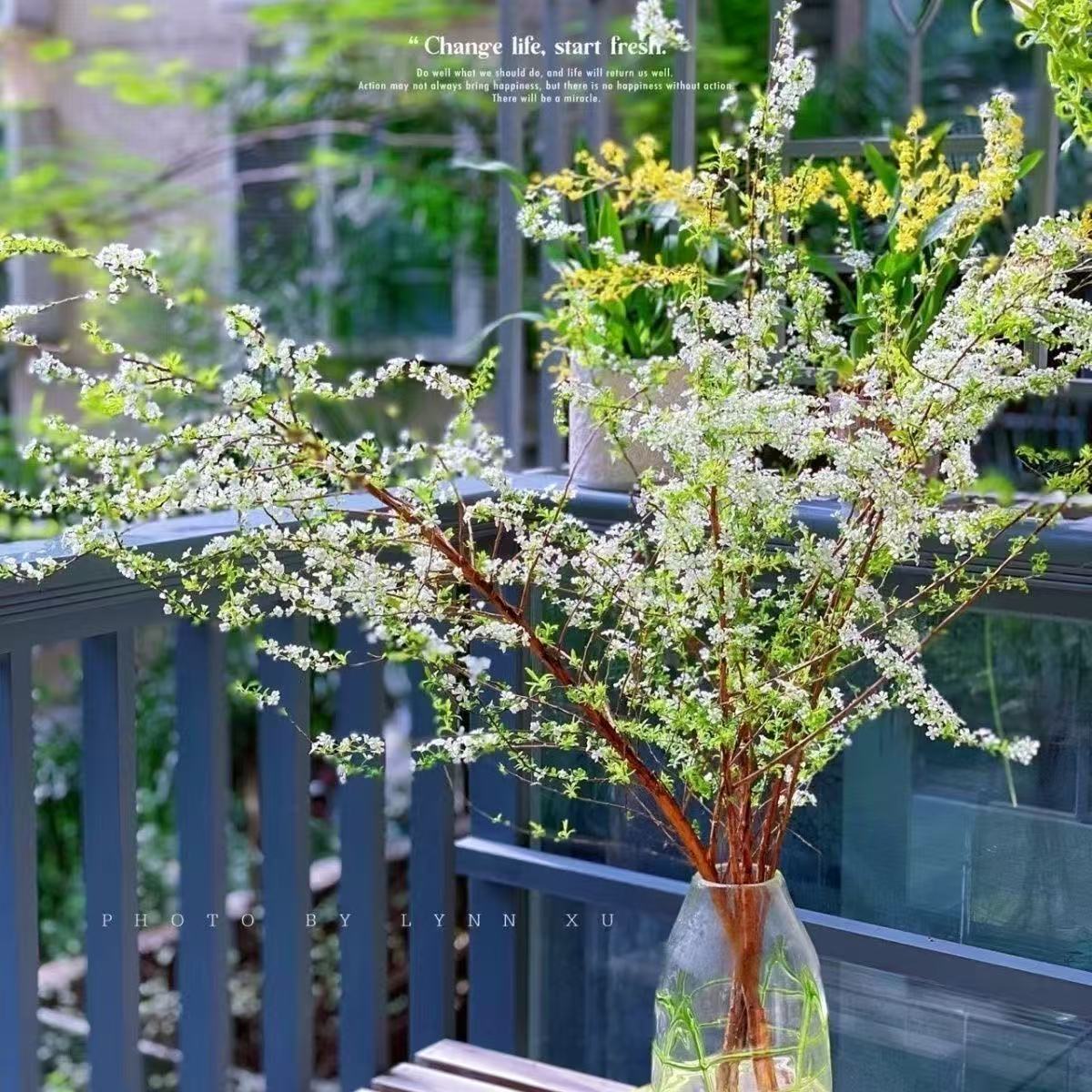 【80—100CM高】雪柳干枝盆栽水养开花水培雪花植物花卉遇水枯木室内