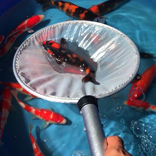 简***爱锦鲤蓧田粉丝团福利