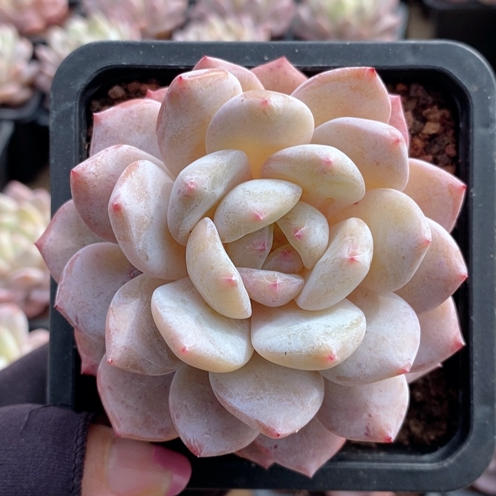 梦露 韩货精品666