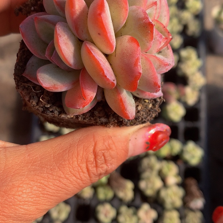 泡芙双头  （满9.99包邮不满9.99发叶子）