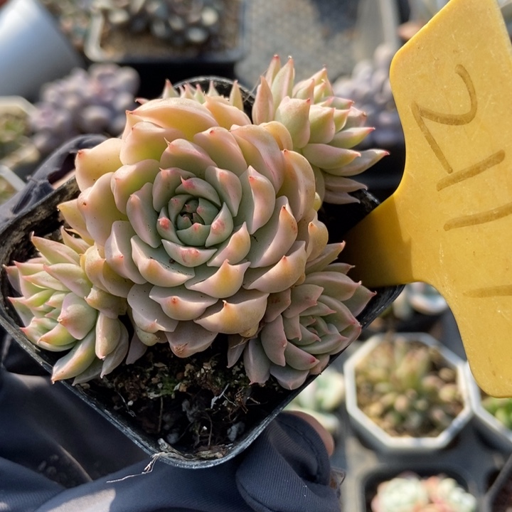 2117玛格丽特锦多肉植物纤维