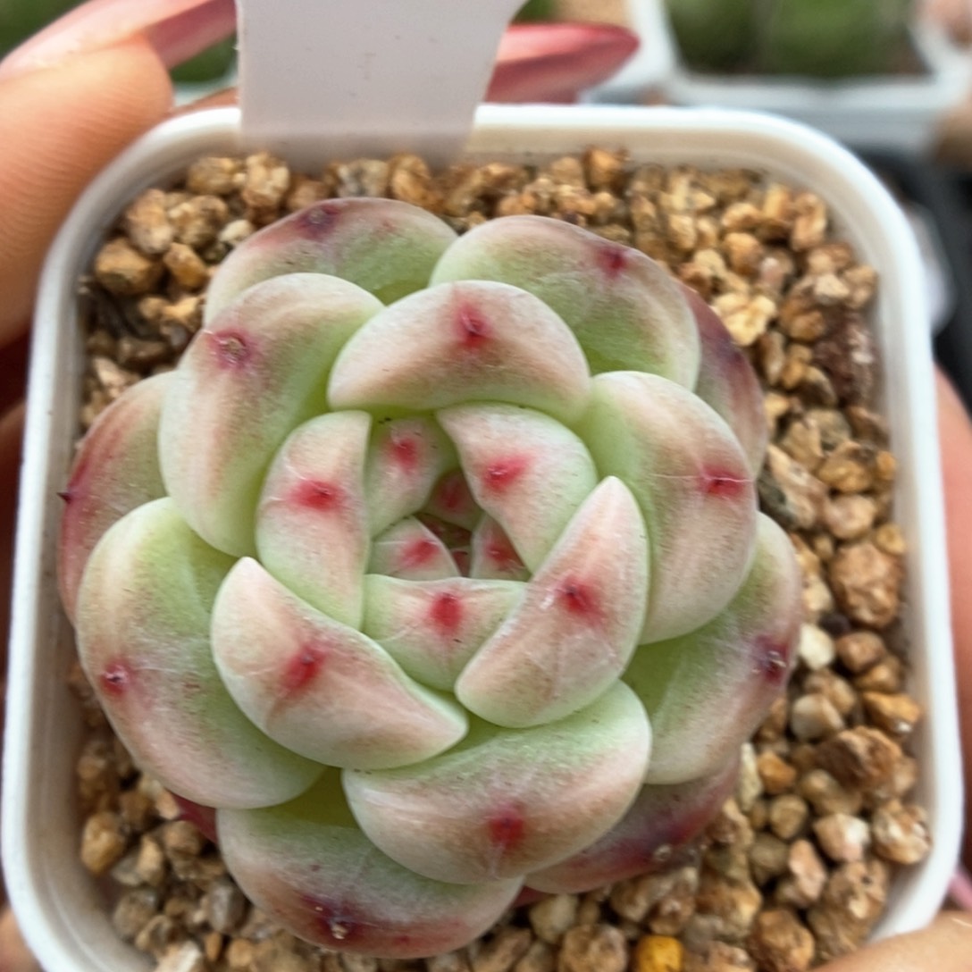 蜜糖甜心可拍748号。