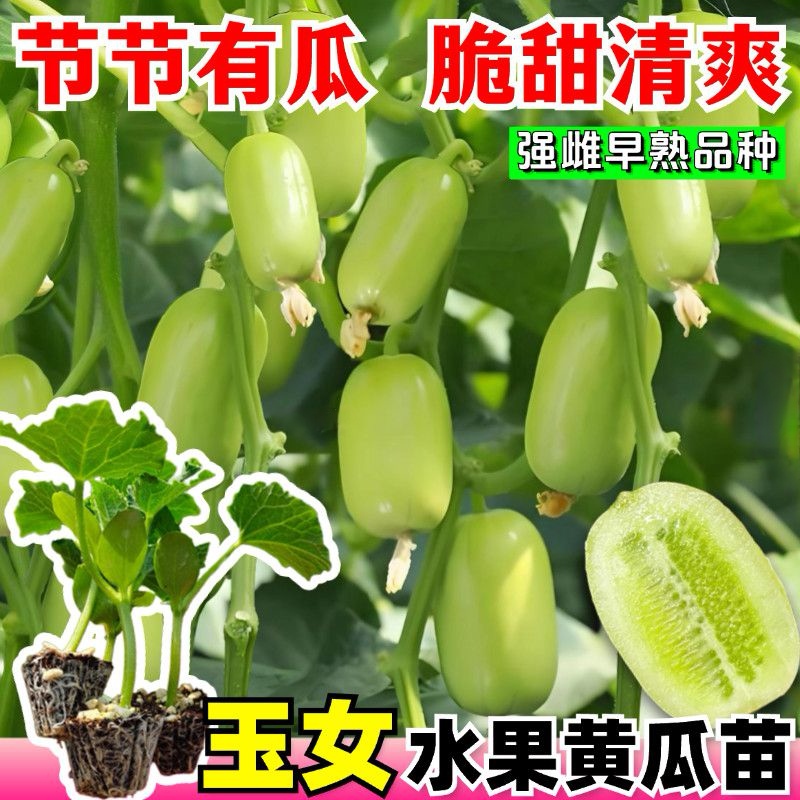 正版金童玉女水果黄瓜苗秧苗脆甜黄瓜种子拇指迷你黄瓜苗四季盆栽