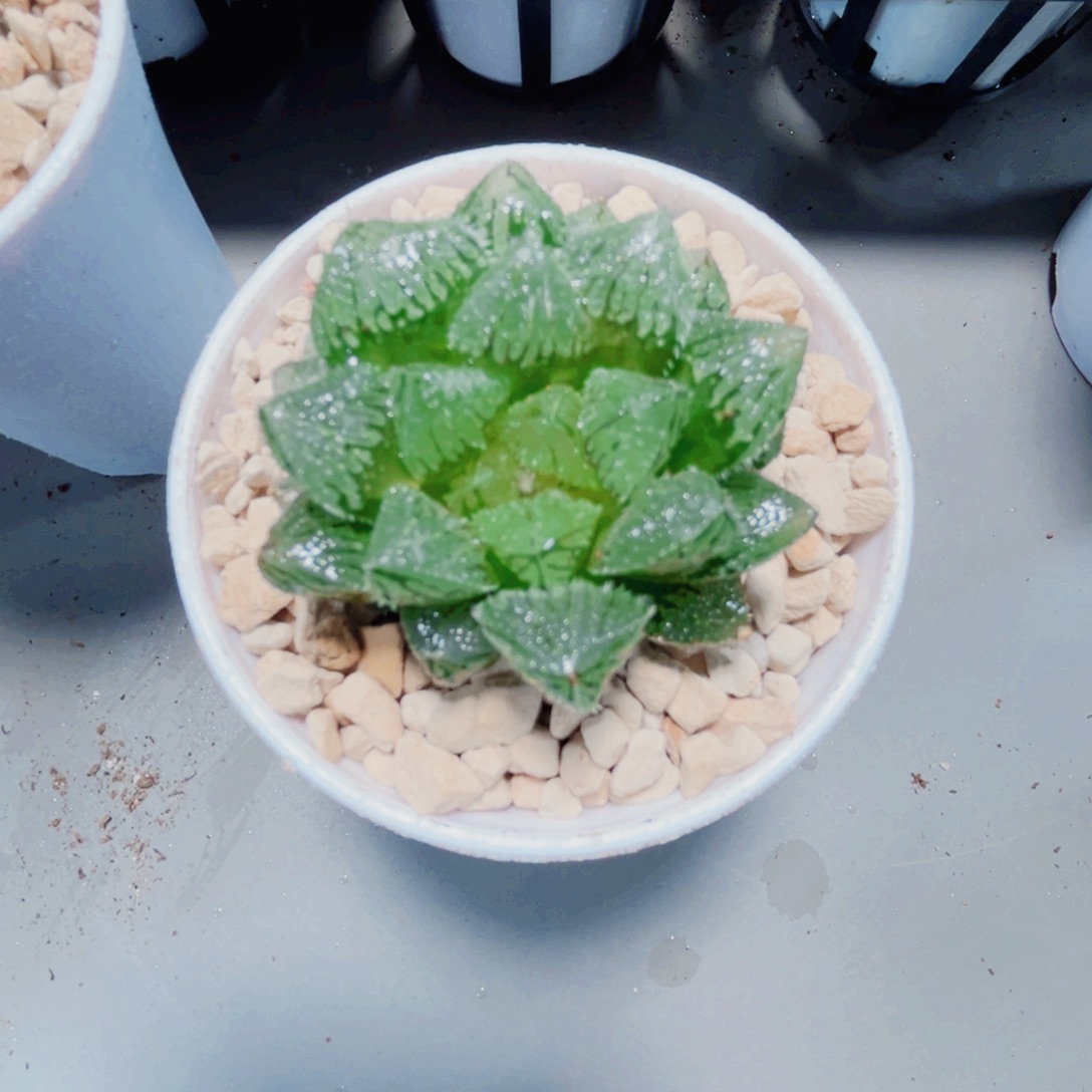 彧***昪魔刺寿多肉植物6666
