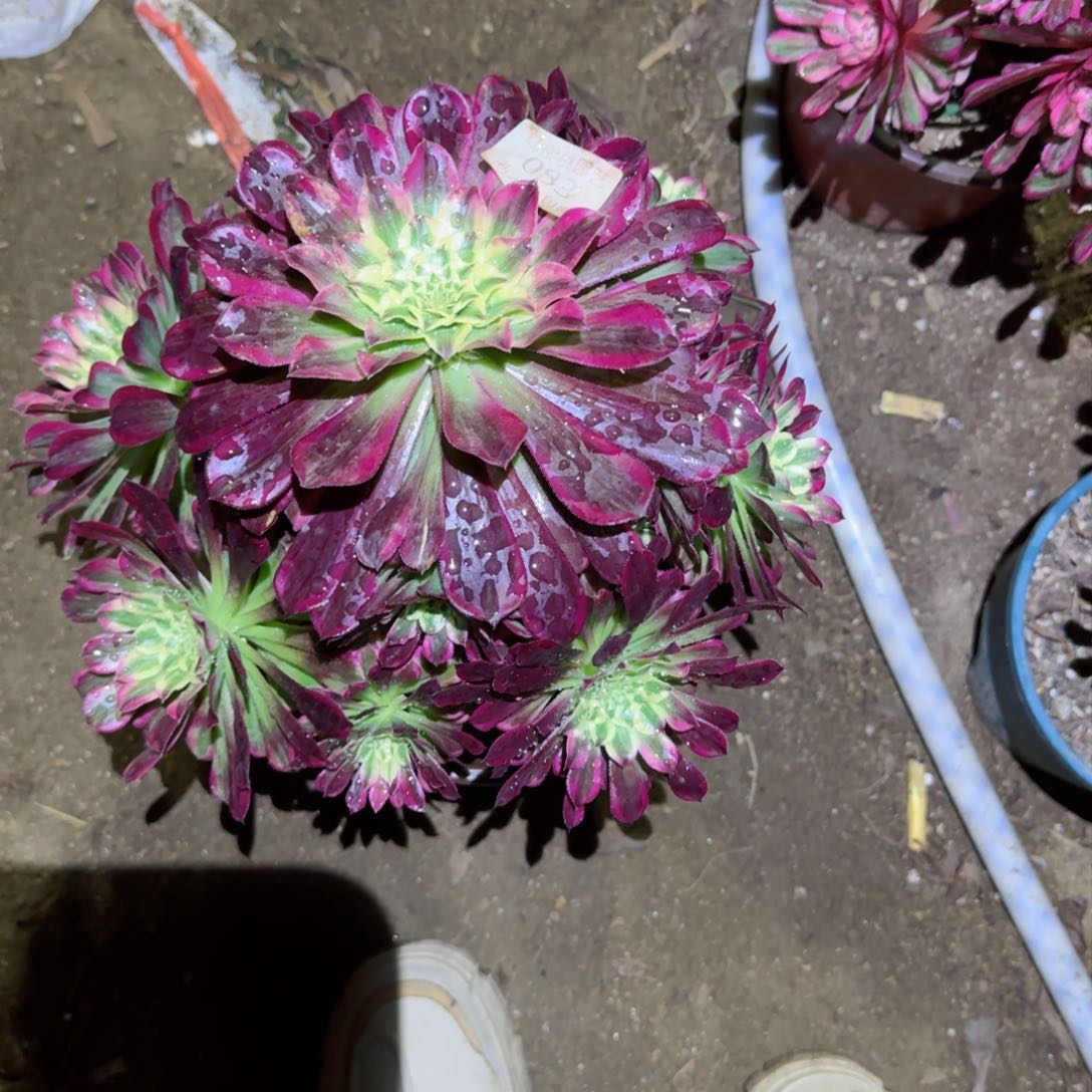 天合法师多肉083