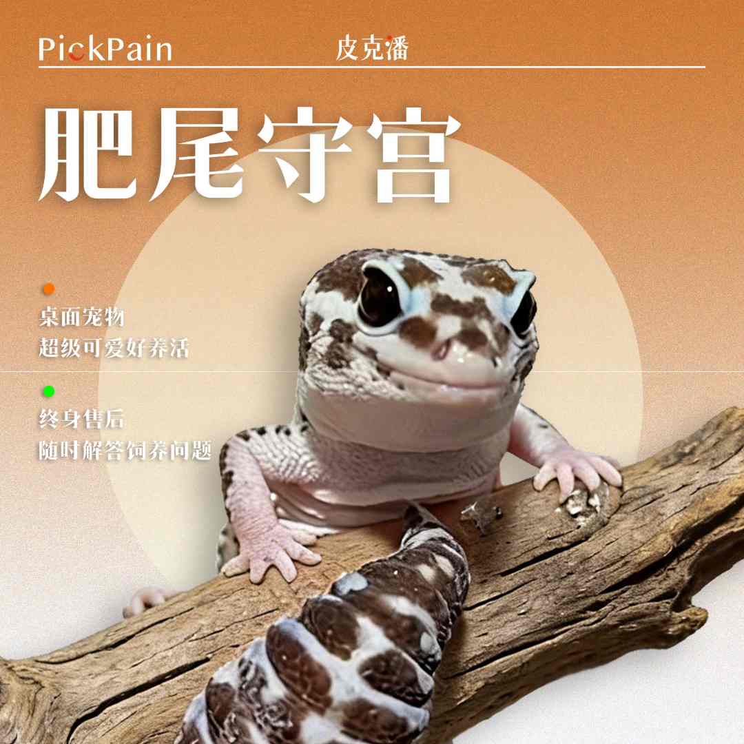 【肥尾守宫】活体宠物蜥蜴 入门级萌宠桌宠爬宠 好养活