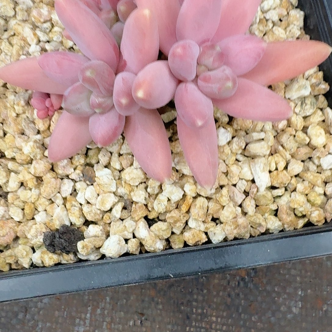 欧若拉多肉植物一颗