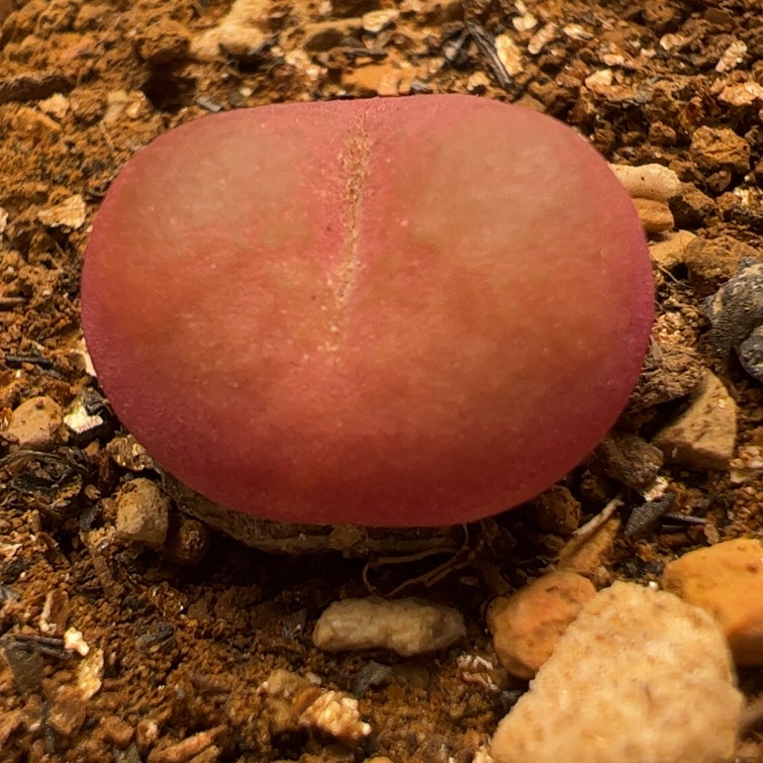 4年吕红多肉植物百科