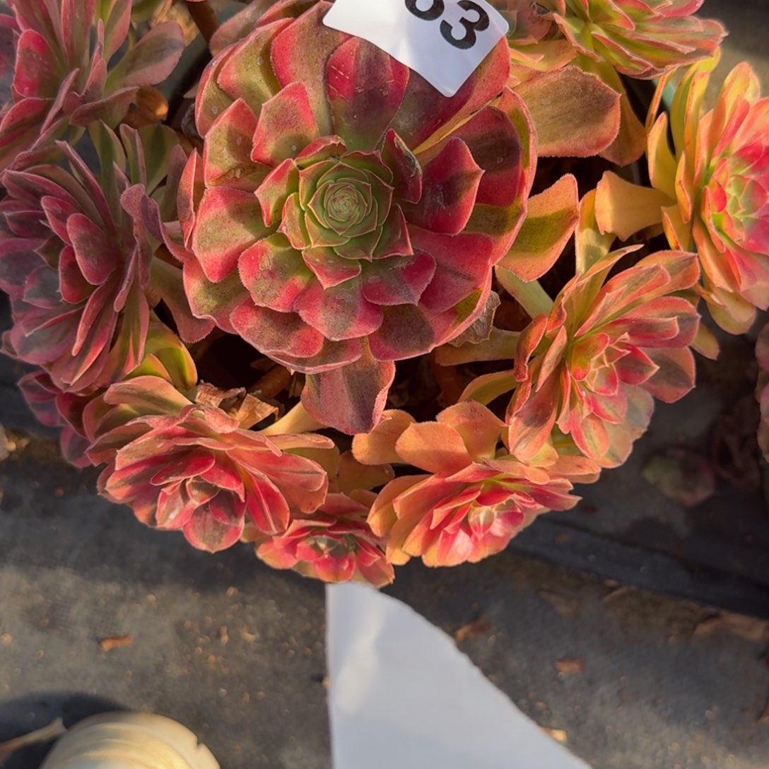 雨河多肉植物老庄663