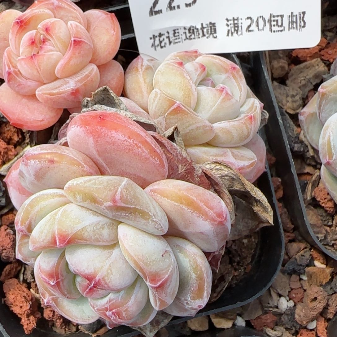 花语逸镜0205-229