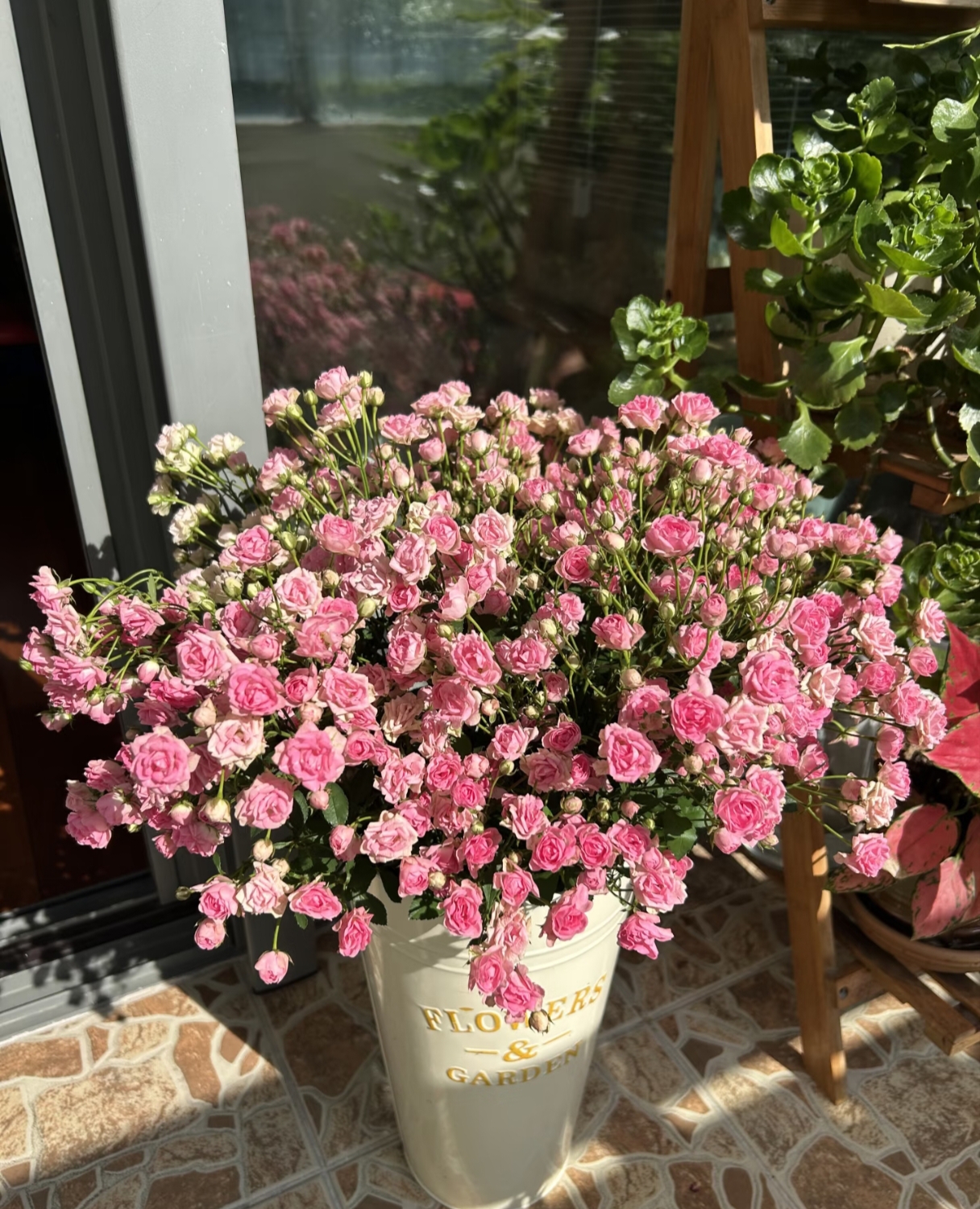 【半岛花铺】阿雅满天星 多头玫瑰 超稀有品种  云南基地直发