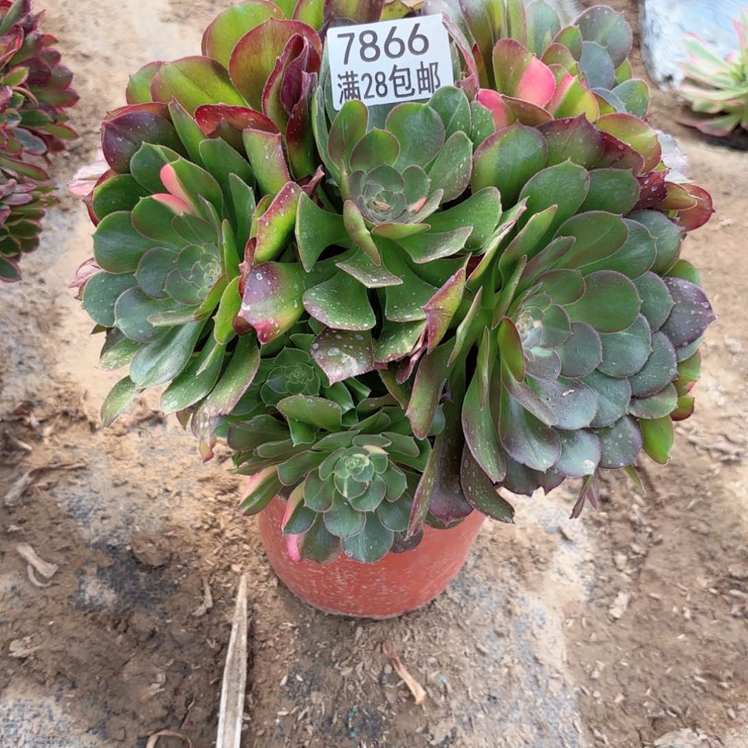 O. 7866绍修七彩多肉