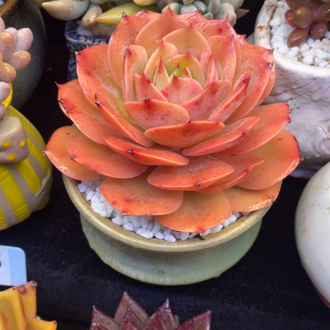 多肉植物盆栽多肉