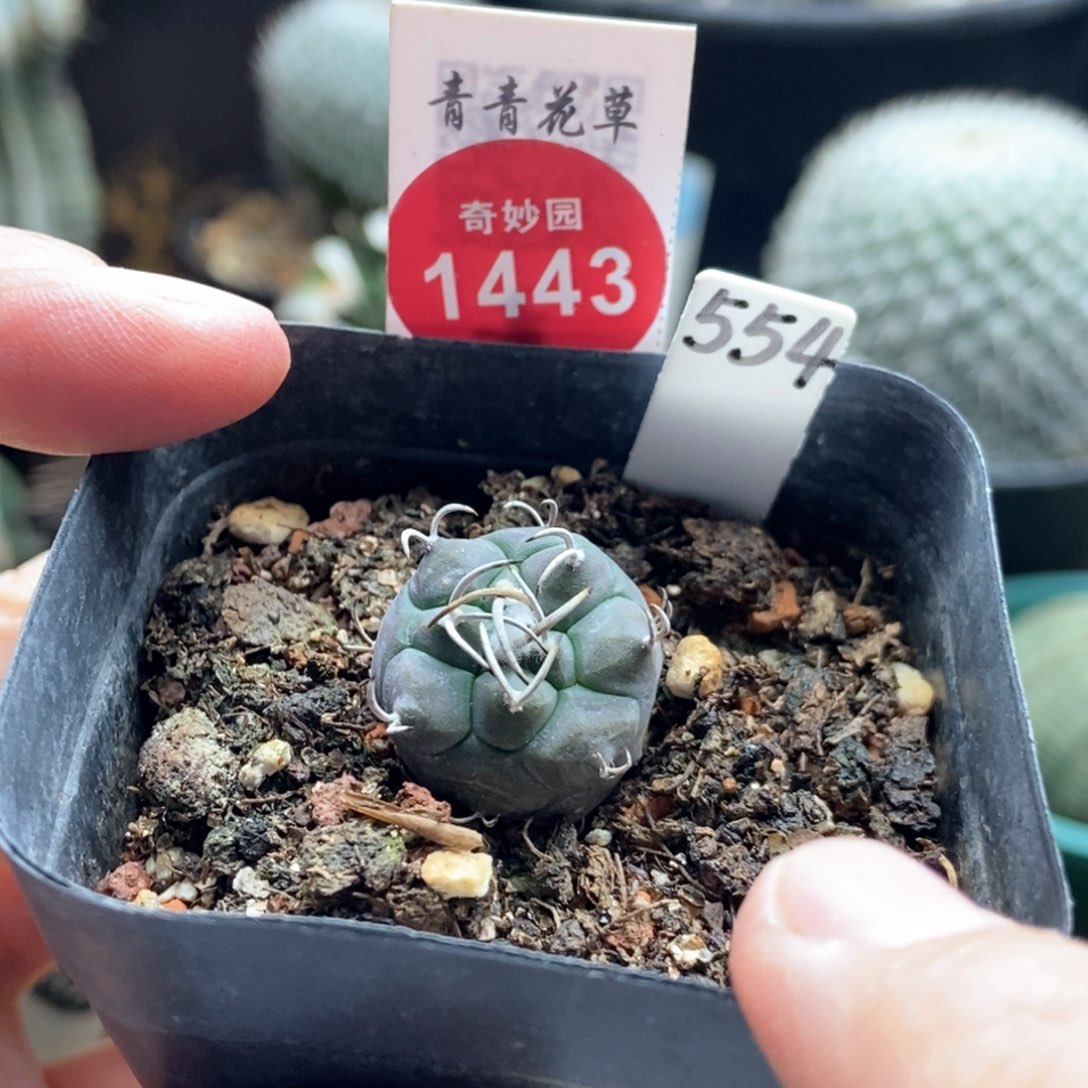 实生离城丸娇丽1.8cm