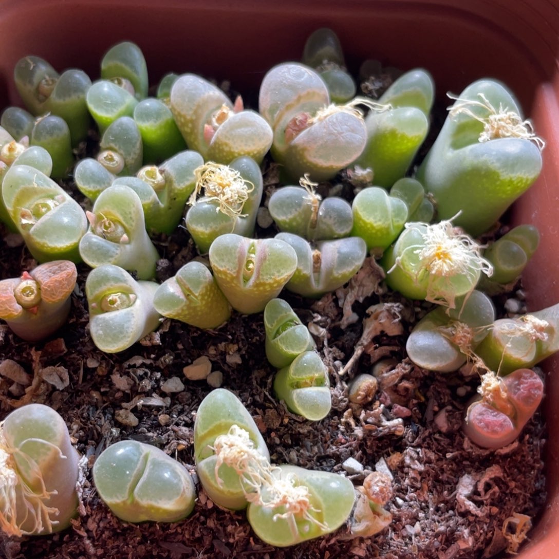 大盆特价一物一拍～76