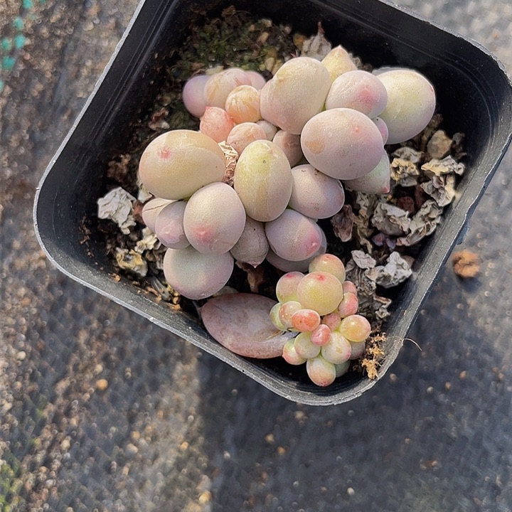心*。一物一拍星语有砍
