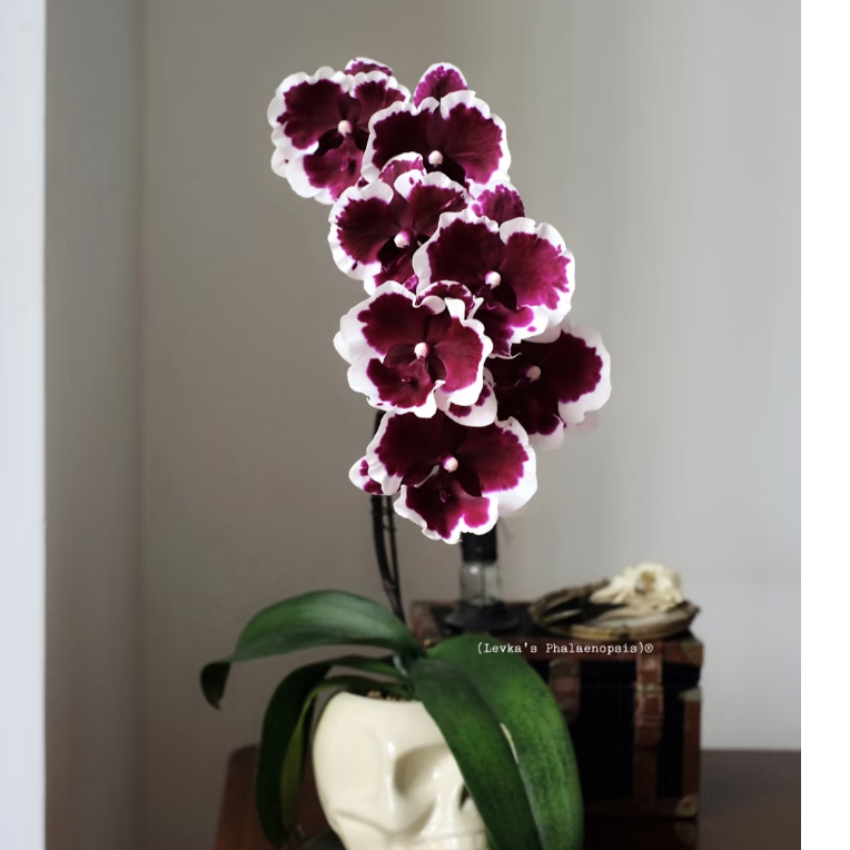 台湾黑白郎君蝴蝶兰，2.5抽梗苗，不带花，室内高端花卉绿植